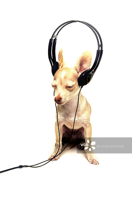 戴着超大号耳机的吉娃娃幼犬图片素材