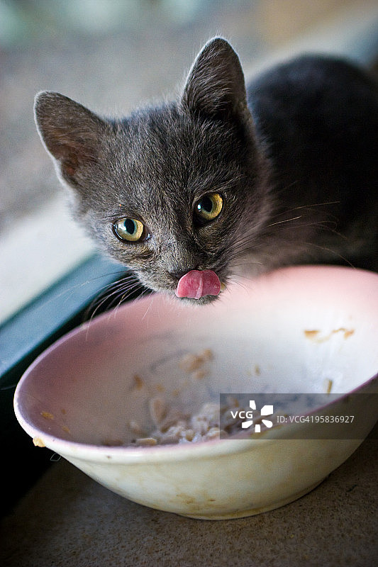 灰色小猫舔嘴唇图片素材