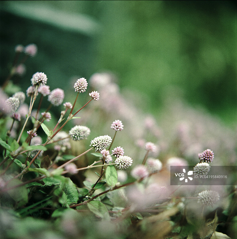 日本虎杖图片素材