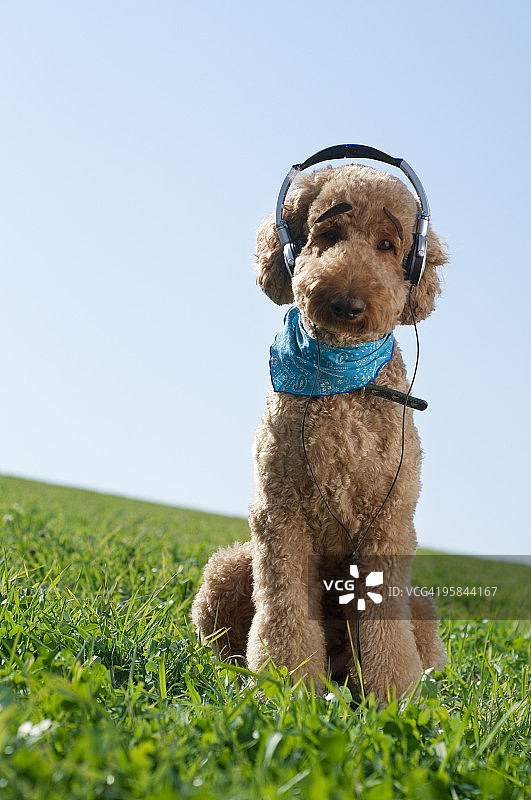 小狗戴着耳机听音乐图片素材