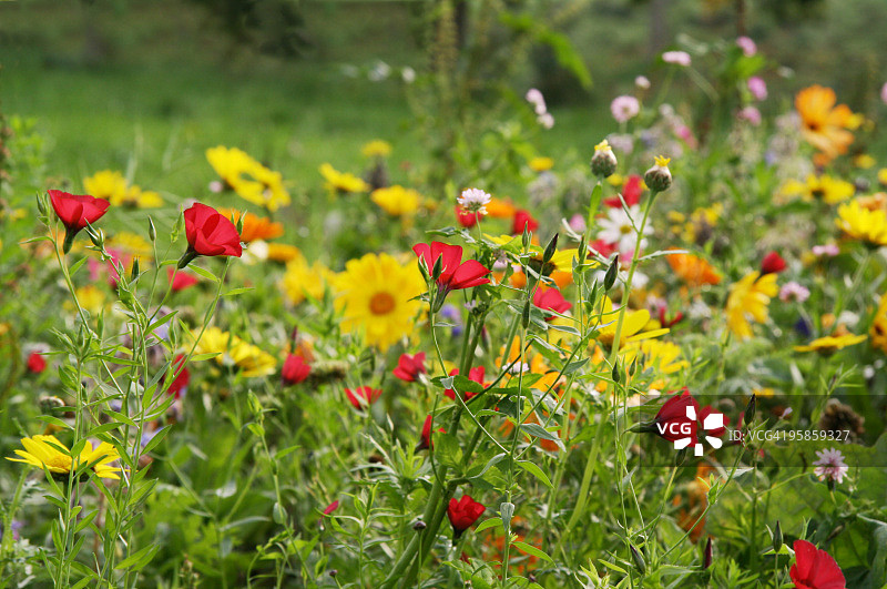 万寿菊、红色亚麻和其他夏季野花图片素材