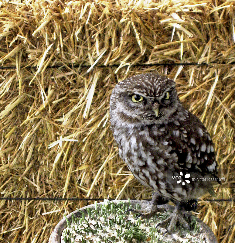 金色的眼睛图片素材