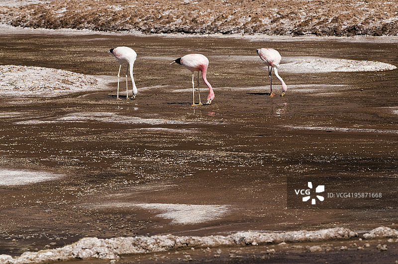 三只安第斯火烈鸟在阿塔卡马盐滩觅食图片素材