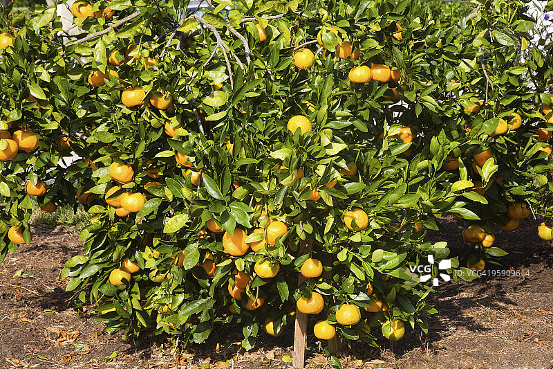 一棵温州蜜柑树图片素材