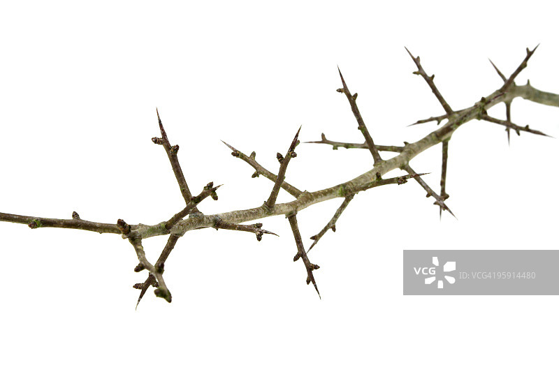 带刺的山楂树枝图片素材