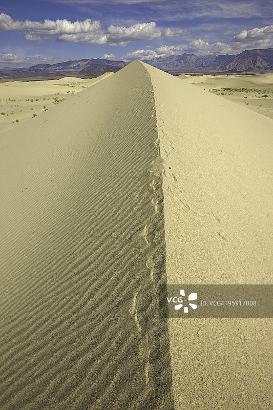 加利福尼亚州盐谷沙丘的狐狸足迹图片素材