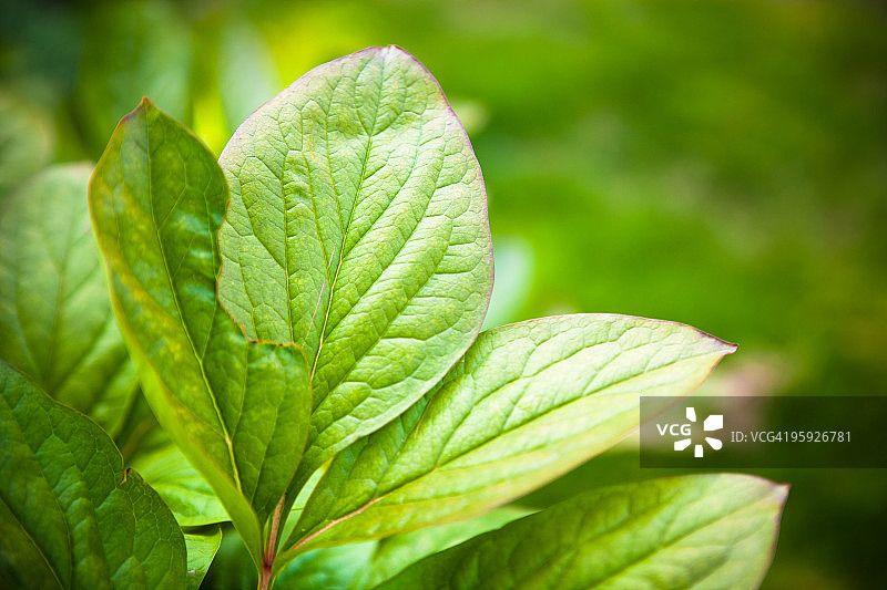 花园中的绿色植物图片素材