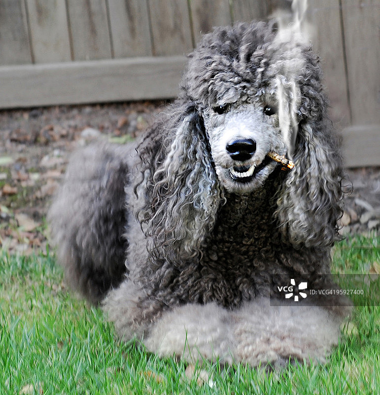 谁给贵宾犬火柴？图片素材