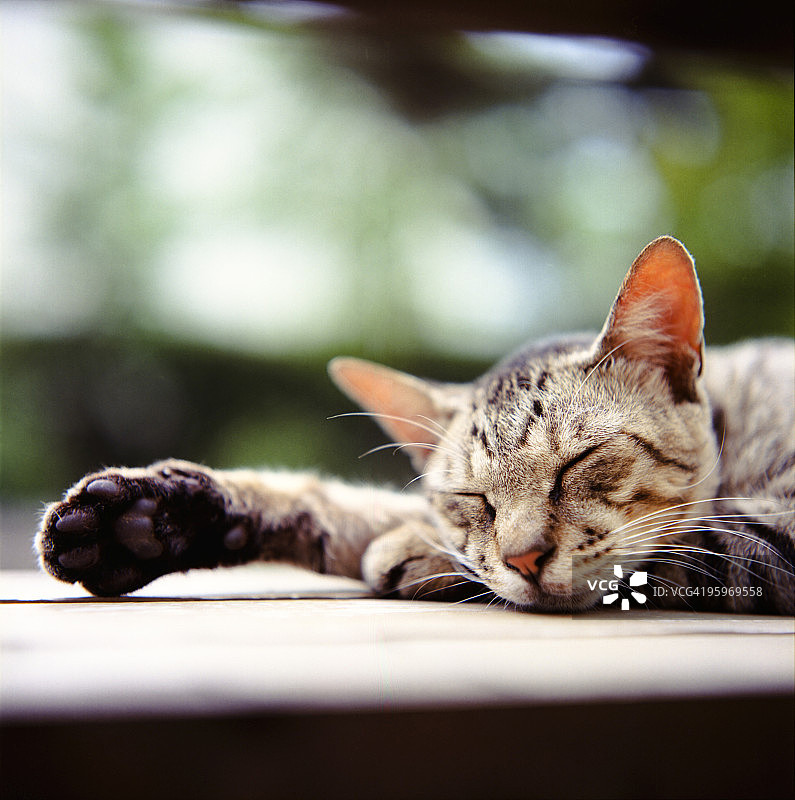 睡觉的猫图片素材