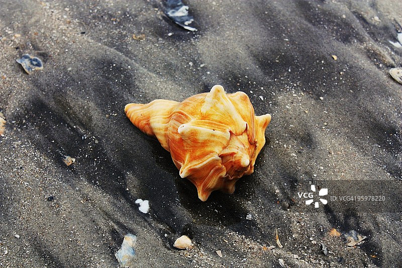 王后海螺壳图片素材