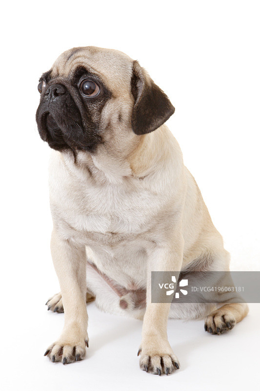 哈巴狗幼犬图片素材