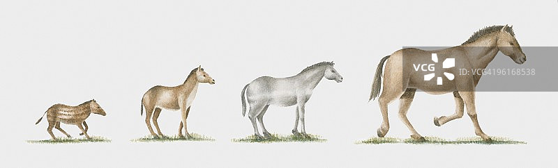 马的进化过程插画图片素材