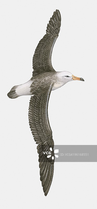 飞行中的北皇家信天翁插画图片素材