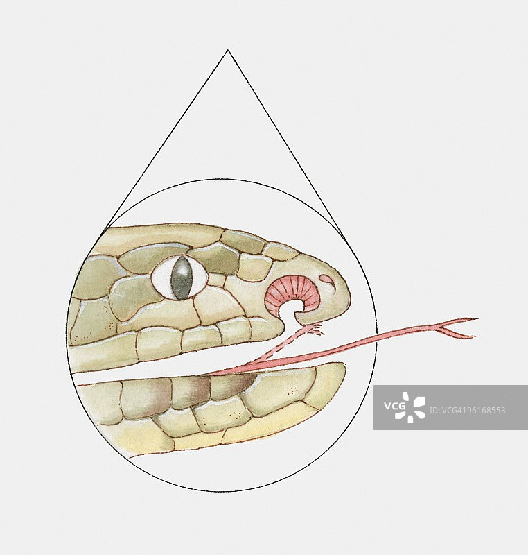 蛇口横截面图：显示犁鼻器和分叉舌图片素材