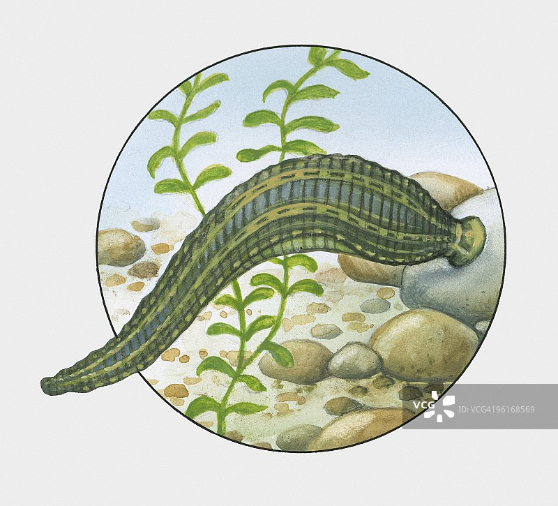 附着在岩石上的马蛭插画图片素材