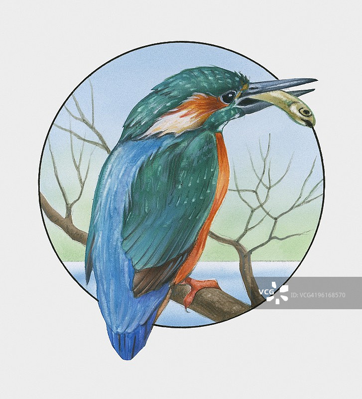 欧亚翠鸟栖息在树枝上嘴里叼着鱼的插画图片素材