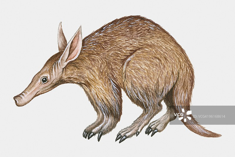 非洲食蚁兽（管齿目）插画图片素材