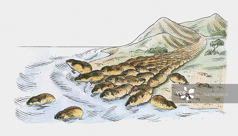 大量挪威旅鼠迁徙插画图片素材