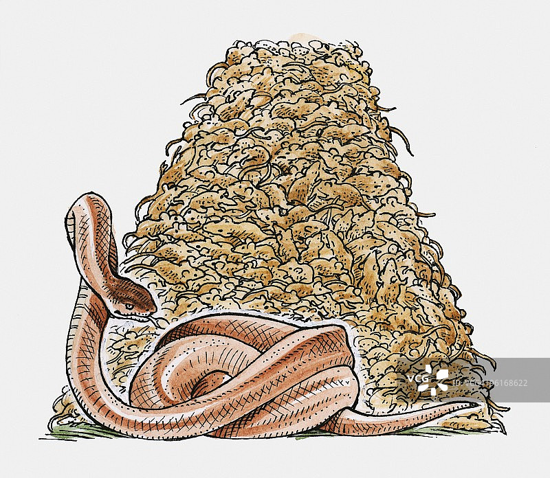 太攀蛇插画图片素材