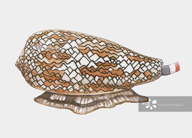 芋螺插画图片素材