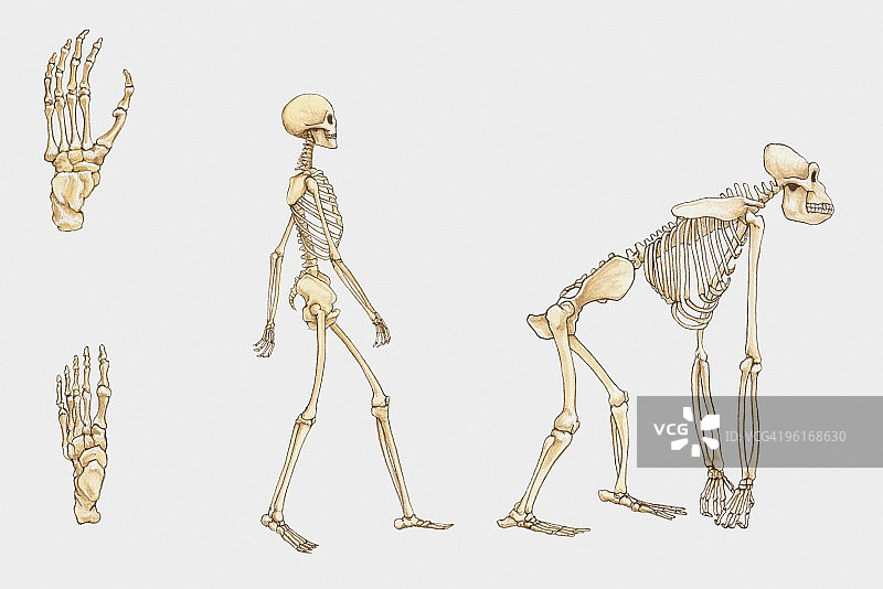 人类骨骼、大猩猩骨骼以及人类手足骨骼插图图片素材