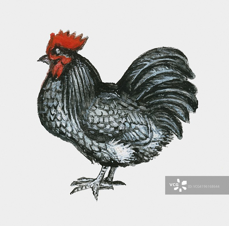 蓝色奥平顿矮脚鸡插画图片素材