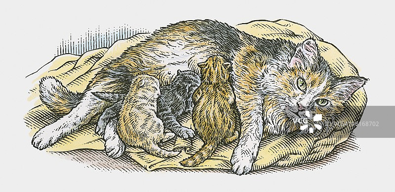 猫咪哺乳小猫插画图片素材