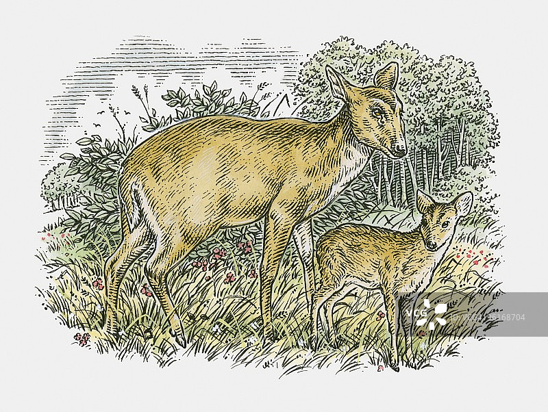乡村小鹿和牛犊插画图片素材