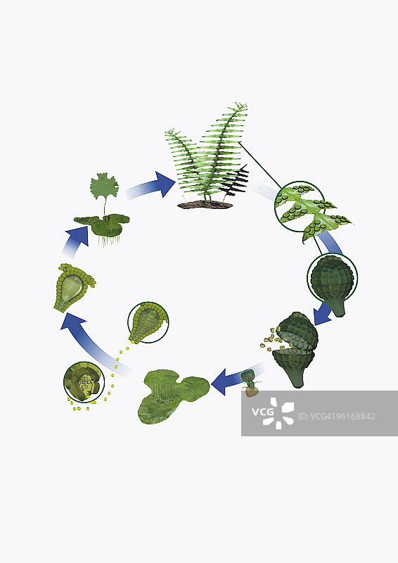蕨类植物生命周期插画图片素材