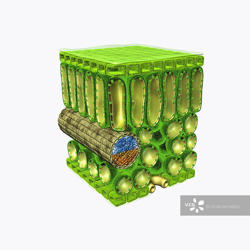 叶片横截面结构示意图：上表皮、栅栏薄壁组织、木质部导管图片素材