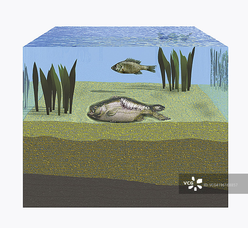 海洋底部的鱼化石插画图片素材