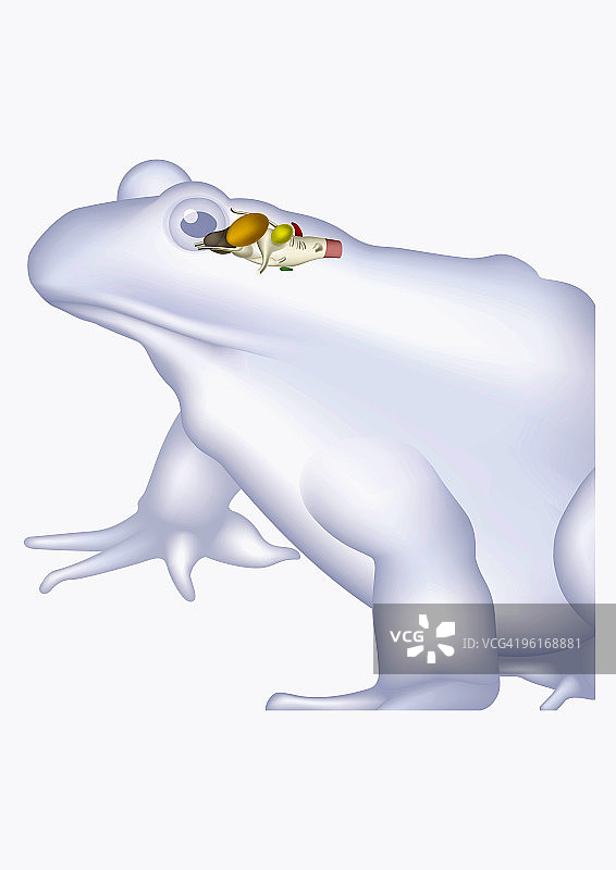 青蛙大脑结构示例，包括大脑、小脑和延髓图片素材