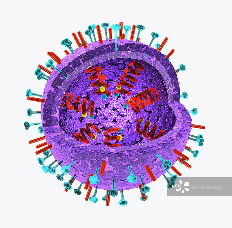 病毒结构示意插画图片素材