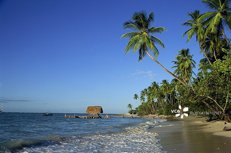 多巴哥鸽子角图片素材