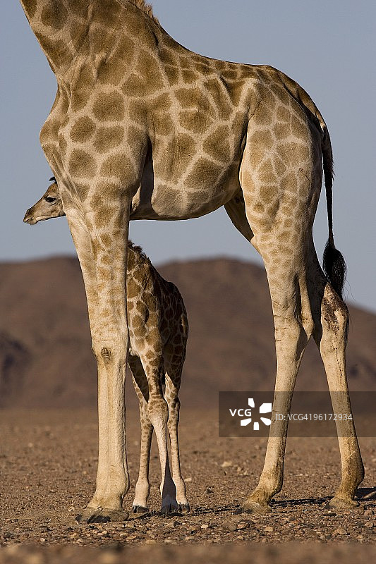 沙漠长颈鹿（Giraffa camelopardalis capensis）与幼崽，纳米比亚，非洲图片素材