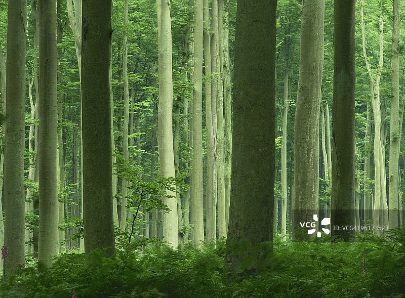 法国里昂森林中高耸笔直的树干图片素材
