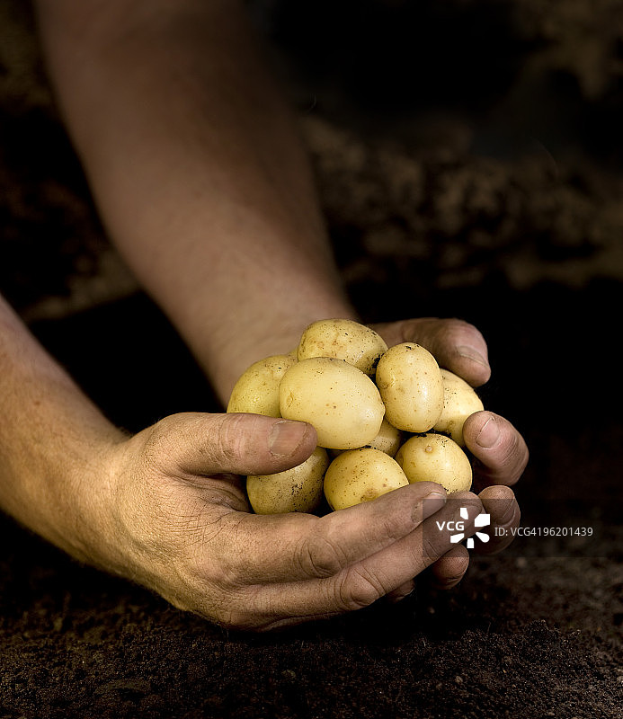 手捧新鲜收获的新土豆图片素材