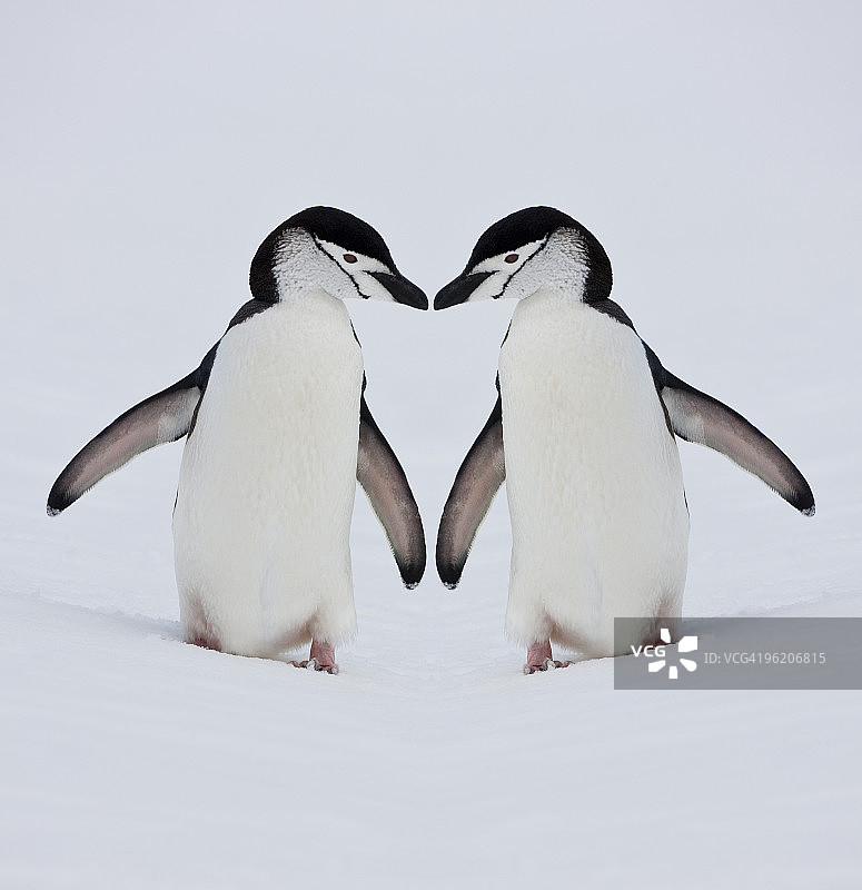 帽带企鹅组成爱心图案图片素材