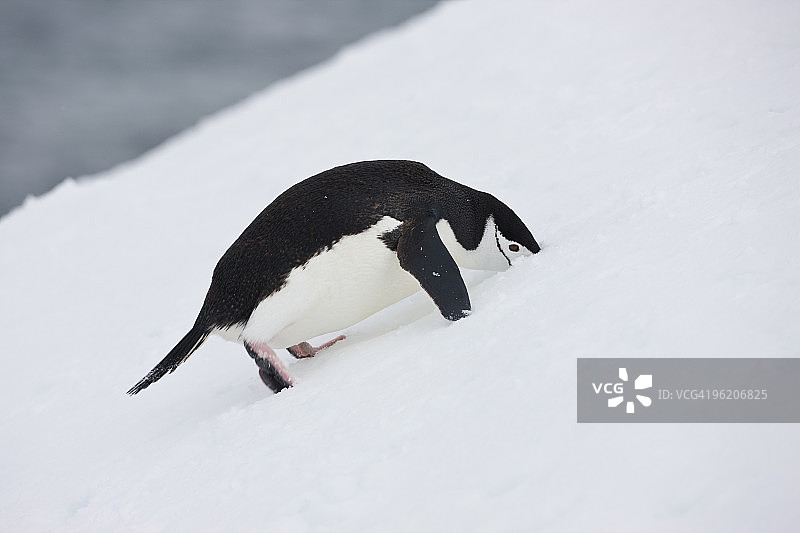 雪地里的帽带企鹅图片素材