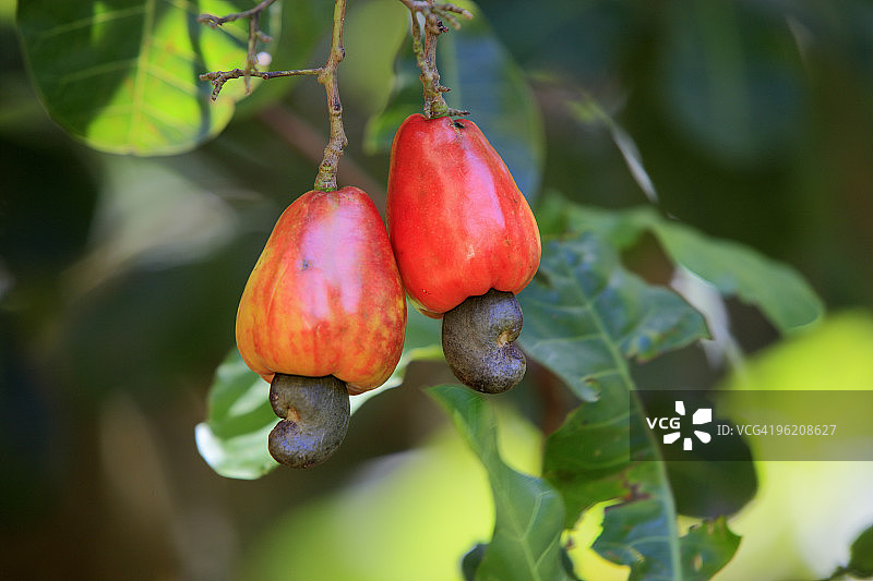 树上悬挂的腰果特写图片素材