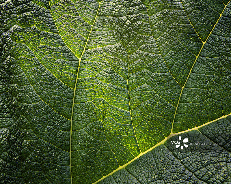 大王菜叶图片素材