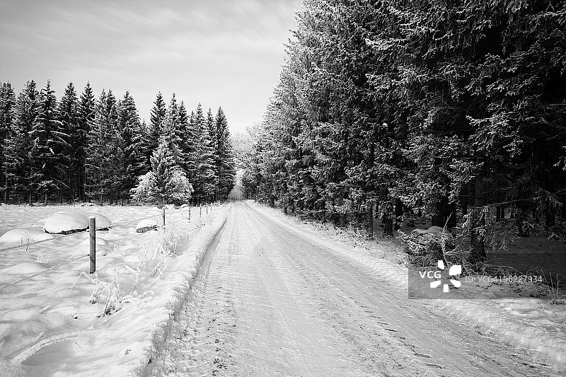 冬季雪地公路与云杉图片素材