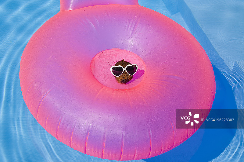 游泳中的椰子图片素材