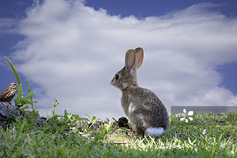 棉尾兔与麻雀图片素材