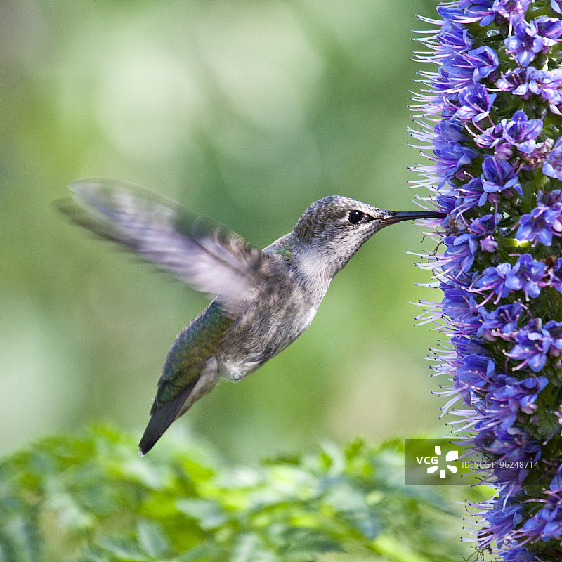 悬停的黑颏蜂鸟图片素材