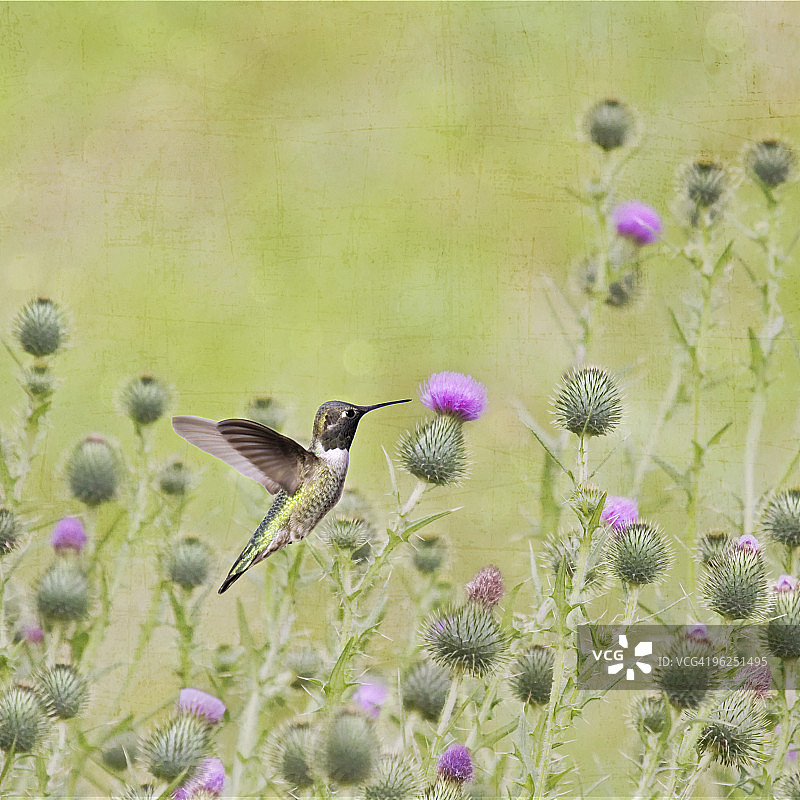 黑颏蜂鸟图片素材