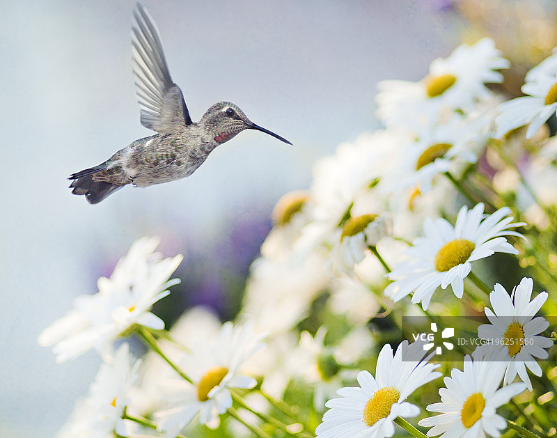 珍爱的安娜蜂鸟图片素材