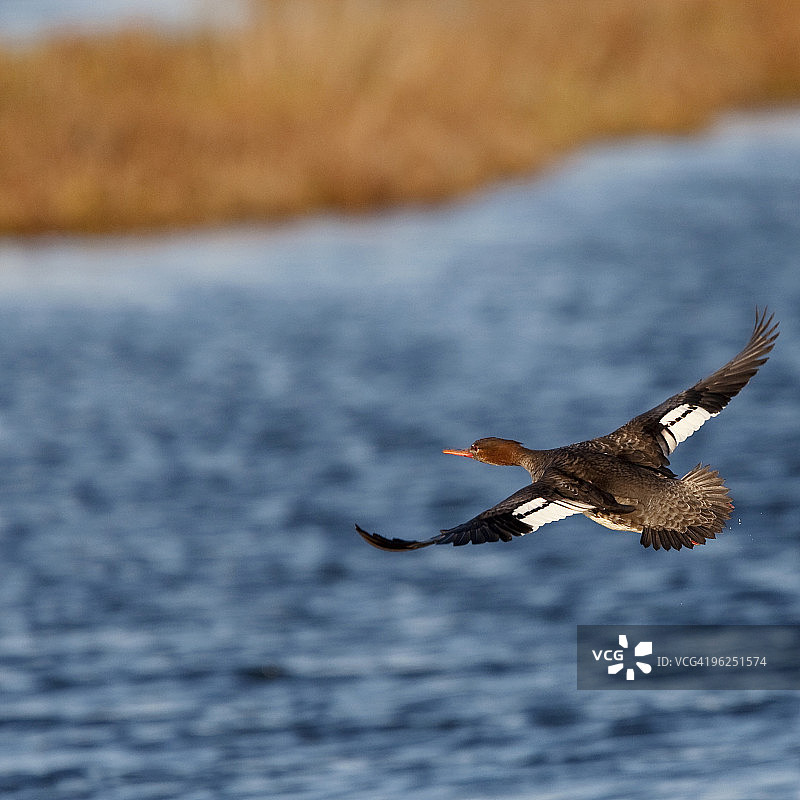 飞行中的红胸秋沙鸭图片素材