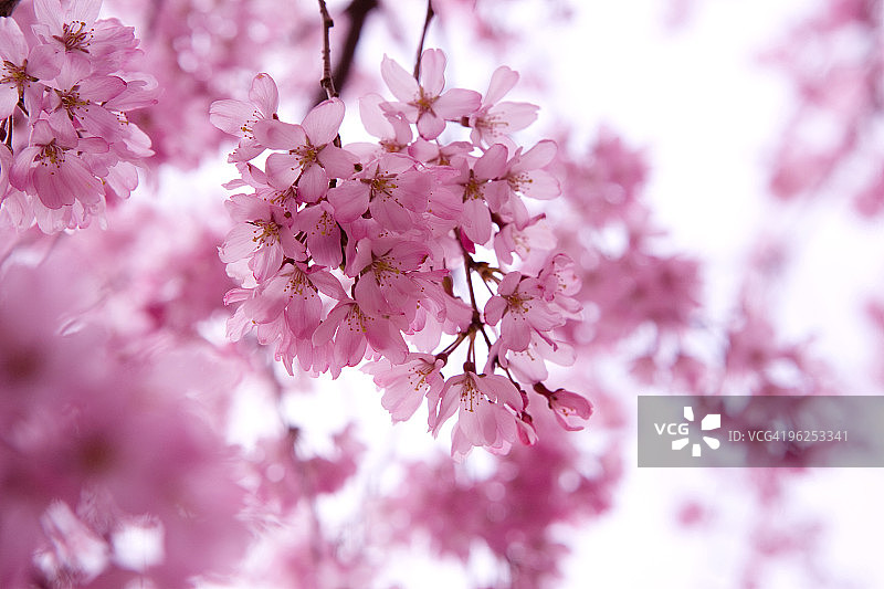 日本樱花树图片素材