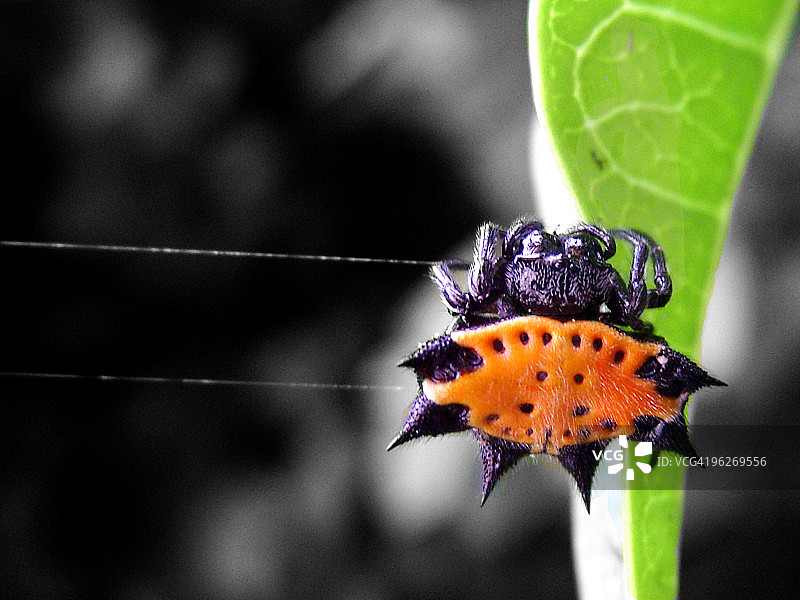 绳上的蜘蛛图片素材